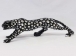 LEOPARD(SILVER B LACK)