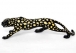 LEOPARD(GOLD &BLACK) medium